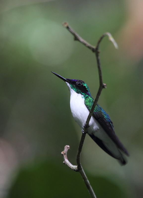 A male Purple-crowned Fairy, one of the most beautiful hummingbirds, poses for photos (Nusagandi, July 2010).   Photo by Bill Hubick.