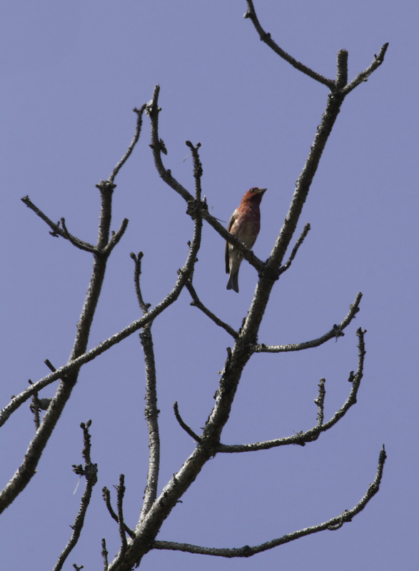 A male Purple Finch on territory in Garrett Co., Maryland (6/12/2011). Photo by Bill Hubick.