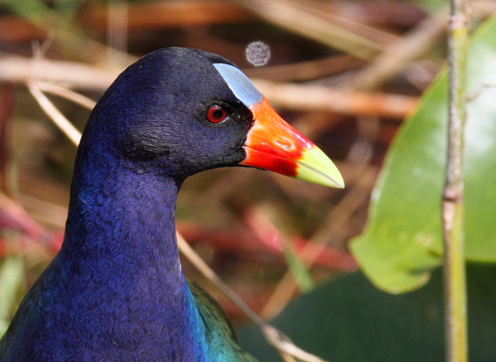 Above and below: An adult Purple Gallinule in the Everglades (2/26/2010). Photo by Bill Hubick.