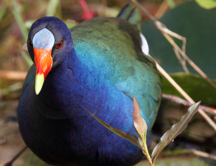 Above and below: An adult Purple Gallinule in the Everglades (2/26/2010). Photo by Bill Hubick.