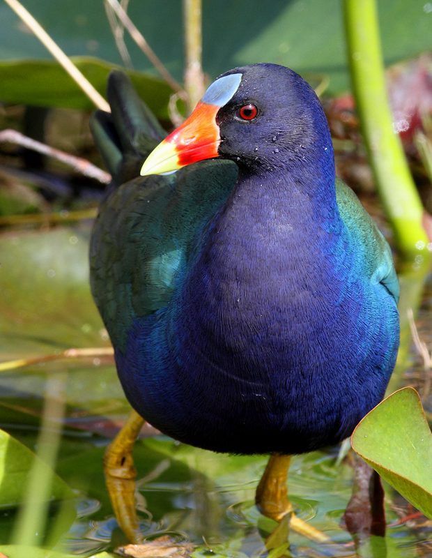 Above and below: An adult Purple Gallinule in the Everglades (2/26/2010). Photo by Bill Hubick.