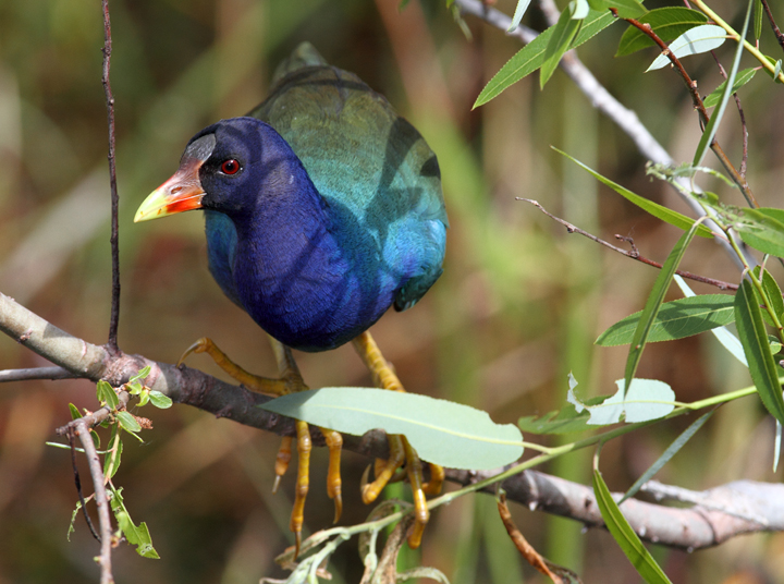 OK, I can't resist including some more Purple Gallinule images. Another individual foraging on willow buds in the Everglades. Photo by Bill Hubick.