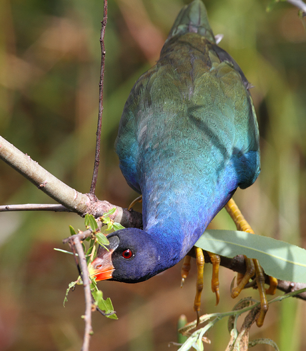 OK, I can't resist including some more Purple Gallinule images. Another individual foraging on willow buds in the Everglades. Photo by Bill Hubick.