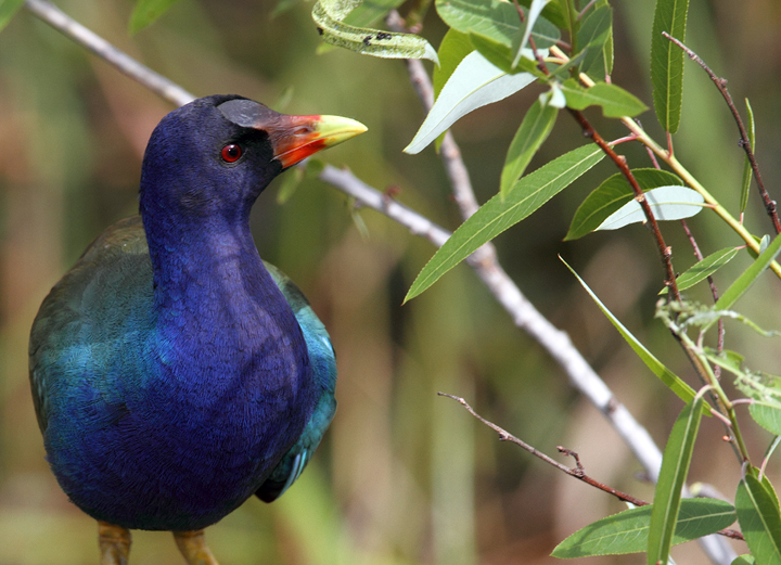 OK, I can't resist including some more Purple Gallinule images. Another individual foraging on willow buds in the Everglades. Photo by Bill Hubick.