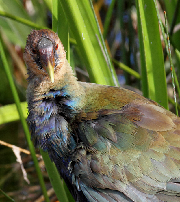 An immature Purple Gallinule foraging nearby (2/26/2010). Photo by Bill Hubick.