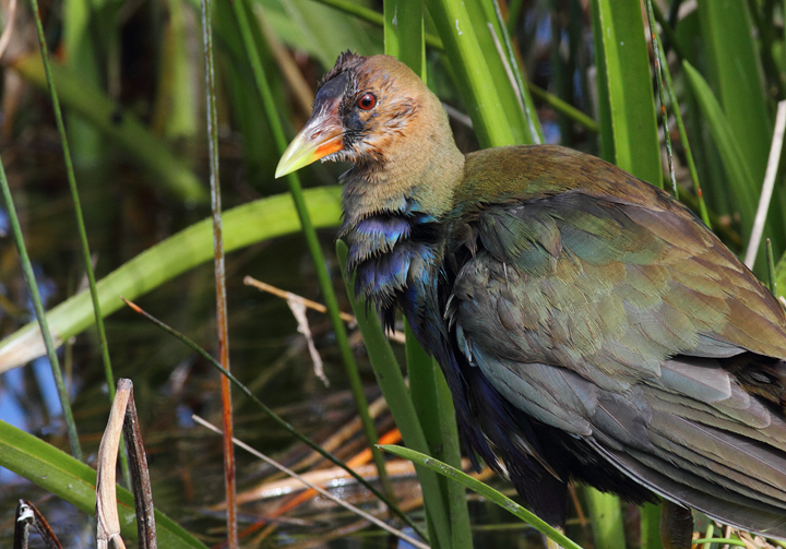 An immature Purple Gallinule foraging nearby (2/26/2010). Photo by Bill Hubick.