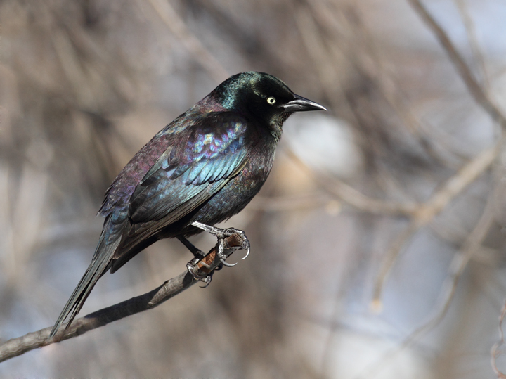 The first three images show our year-round subspecies, Purple Grackle (<em>Q. q. stonei</em>). Note the green iridescence on the head and extensive purple on the back and belly. The overall iridescence often looks rainbow-colored. 