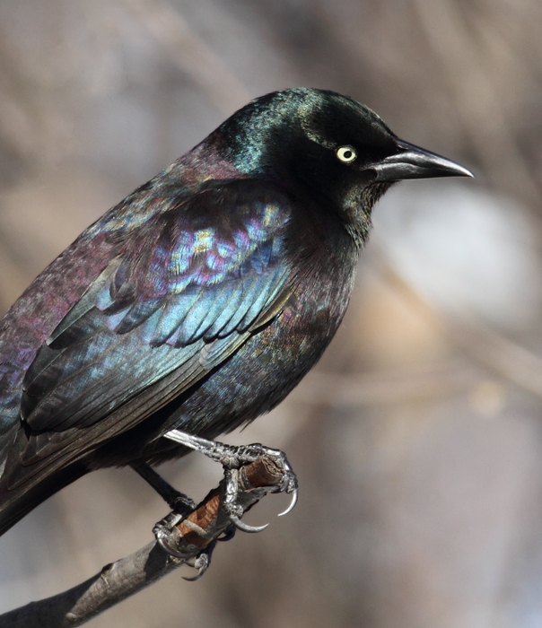 The first three images show our year-round subspecies, Purple Grackle (<em>Q. q. stonei</em>). Note the green iridescence on the head and extensive purple on the back and belly. The overall iridescence often looks rainbow-colored. 