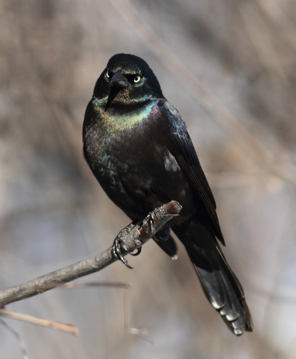 The first three images show our year-round subspecies, Purple Grackle (<em>Q. q. stonei</em>). Note the green iridescence on the head and extensive purple on the back and belly. The overall iridescence often looks rainbow-colored. 