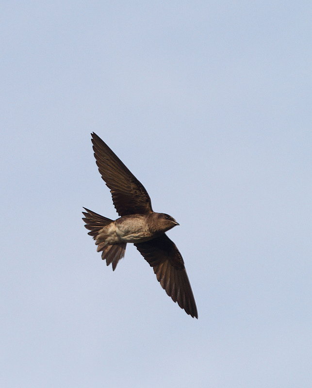 Purple Martins at Chino Farms, Maryland (6/19/2010). Photo by Bill Hubick.