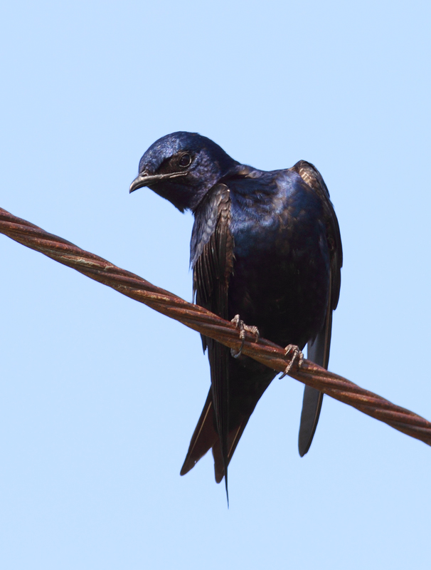 Purple Martins at Chino Farms, Maryland (6/19/2010). Photo by Bill Hubick.