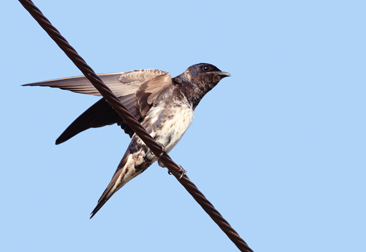 Purple Martins at Chino Farms, Maryland (6/19/2010). Photo by Bill Hubick.