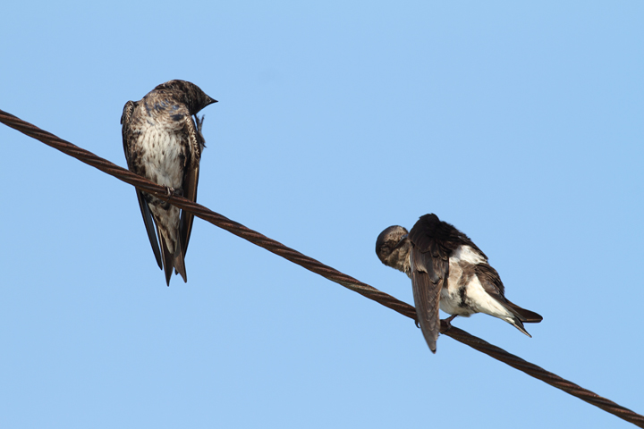 Purple Martins at Chino Farms, Maryland (6/19/2010). Photo by Bill Hubick.