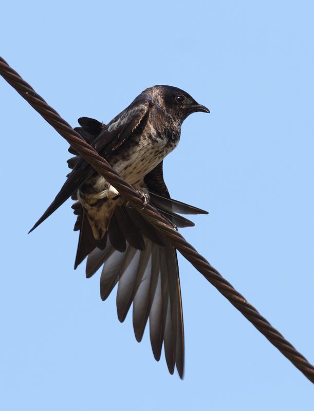 Purple Martins at Chino Farms, Maryland (6/19/2010). Photo by Bill Hubick.