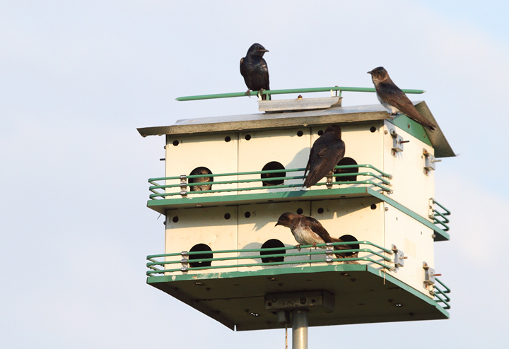 Purple Martins at Chino Farms, Maryland (6/19/2010). Photo by Bill Hubick.