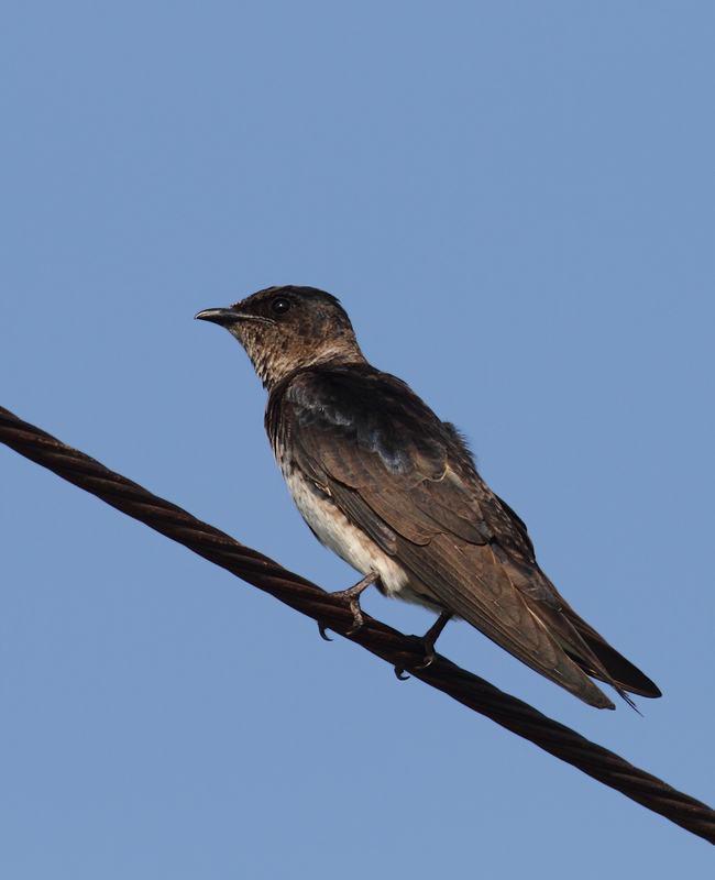 Purple Martins at Chino Farms, Maryland (6/19/2010). Photo by Bill Hubick.