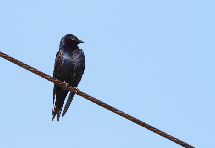 Purple Martins at Chino Farms, Maryland (6/19/2010). Photo by Bill Hubick.