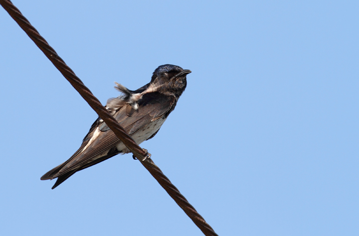 Purple Martins at Chino Farms, Maryland (6/19/2010). Photo by Bill Hubick.