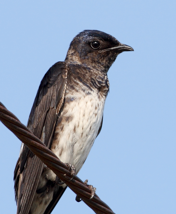 Purple Martins at Chino Farms, Maryland (6/19/2010). Photo by Bill Hubick.