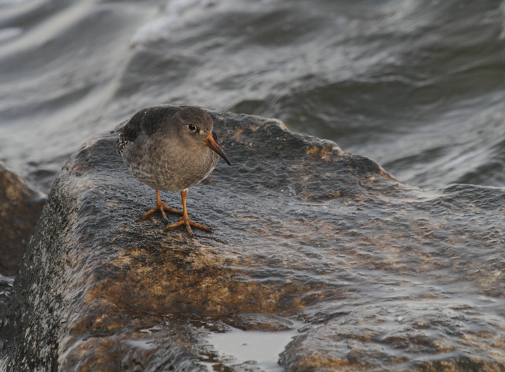 A Purple Sandpiper found by Jim Peters at Fort McHenry NM (11/22/2010). According to Keith Costley, this was a new species (#258) for Fort McHenry. Photo by Bill Hubick.