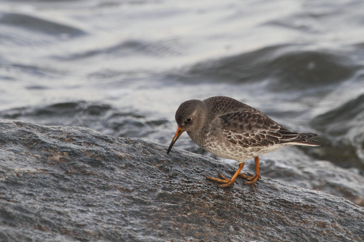 A Purple Sandpiper found by Jim Peters at Fort McHenry NM (11/22/2010). According to Keith Costley, this was a new species (#258) for Fort McHenry. Photo by Bill Hubick.