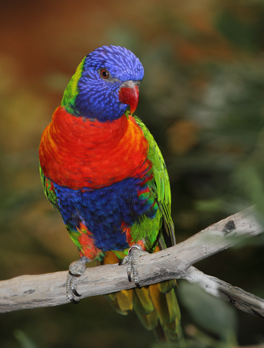 Rainbow Lorikeet - Australia exhibit at the National Aquarium (12/31/2009). Photo by Bill Hubick.