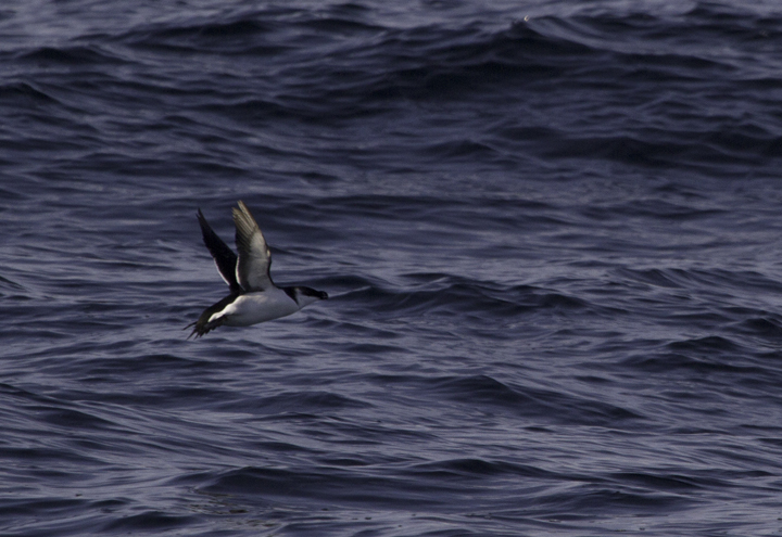 Razorbills off Ocean City, Maryland (2/26/2011). The tally of 99 Razorbills was a new state high count. Photo by Bill Hubick.