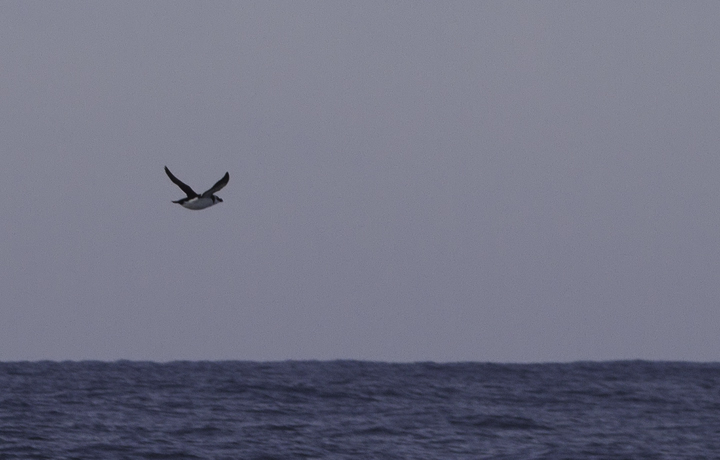 Razorbills off Ocean City, Maryland (2/26/2011). The tally of 99 Razorbills was a new state high count. Photo by Bill Hubick.