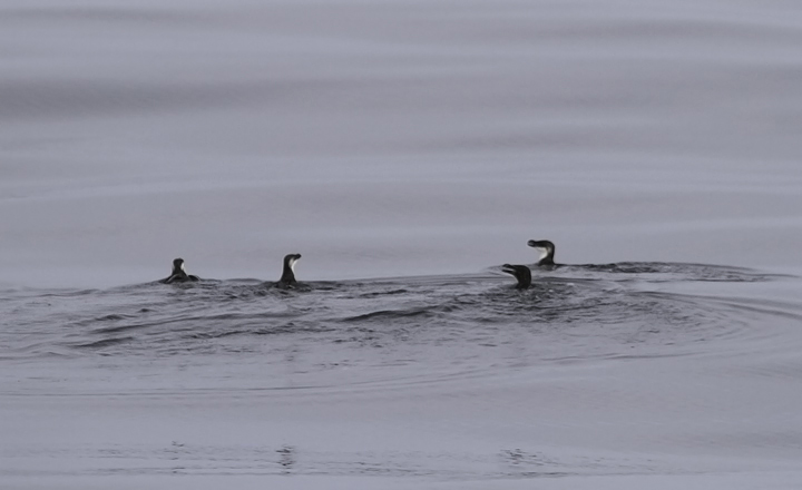 Razorbills off Ocean City, Maryland (2/26/2011). The tally of 99 Razorbills was a new state high count. Photo by Bill Hubick.