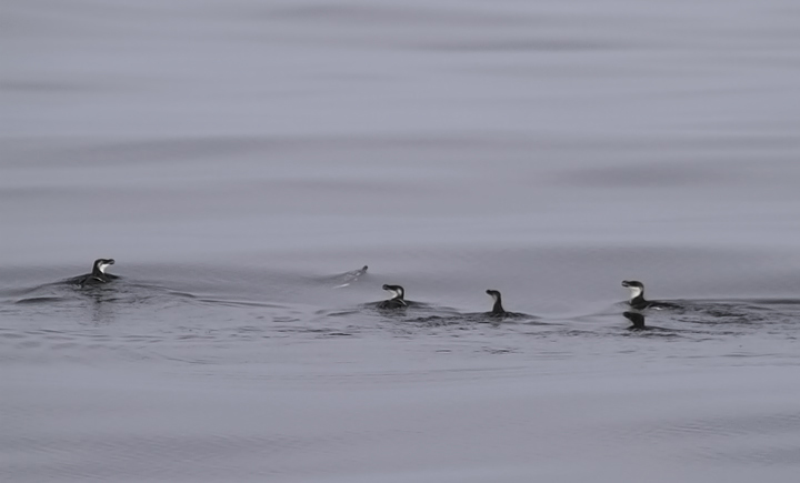 Razorbills off Ocean City, Maryland (2/26/2011). The tally of 99 Razorbills was a new state high count. Photo by Bill Hubick.