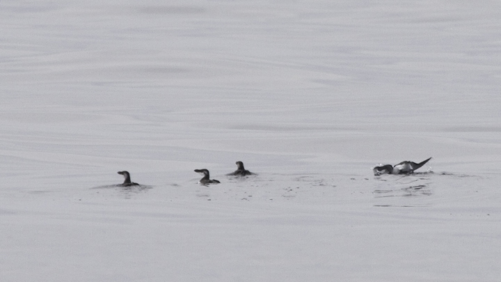 Razorbills off Ocean City, Maryland (2/26/2011). The tally of 99 Razorbills was a new state high count. Photo by Bill Hubick.