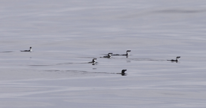 Razorbills off Ocean City, Maryland (2/26/2011). The tally of 99 Razorbills was a new state high count. Photo by Bill Hubick.