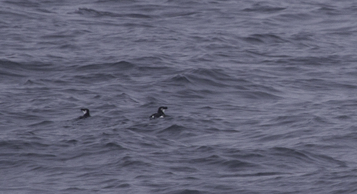 A couple Razorbills make a brief appearance in Delaware waters (2/5/2011). Photo by Bill Hubick.