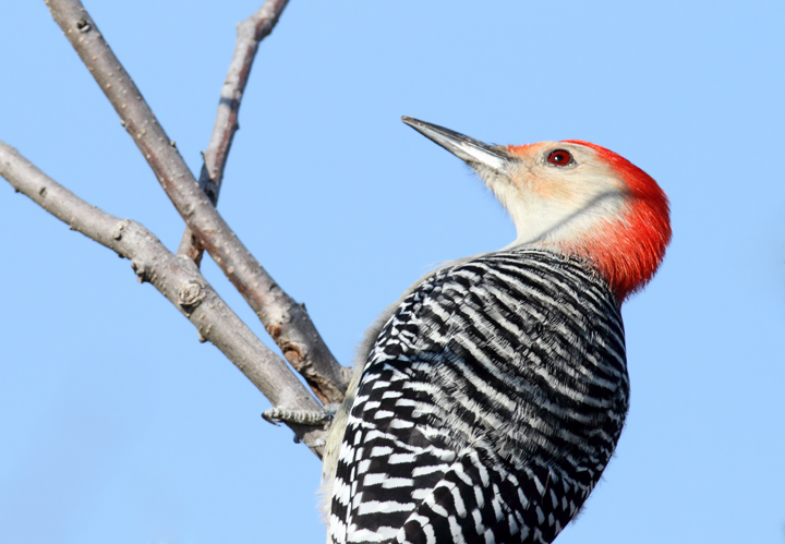 A male Red-bellied Woodpecker at Allen's Fresh, Charles Co., Maryland (12/18/2010). Photo by Bill Hubick.