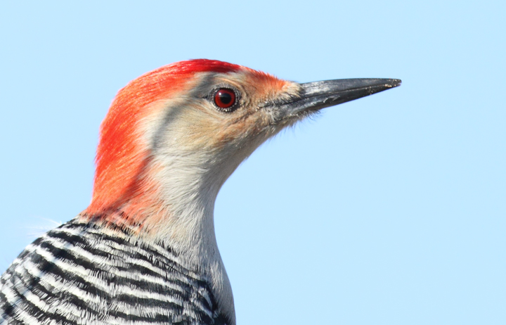 A male Red-bellied Woodpecker at Allen's Fresh, Charles Co., Maryland (12/18/2010). Photo by Bill Hubick.