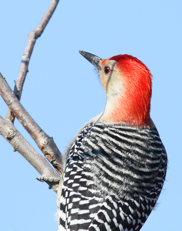 A male Red-bellied Woodpecker at Allen's Fresh, Charles Co., Maryland (12/18/2010). Photo by Bill Hubick.