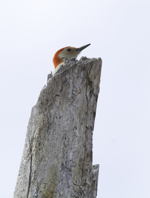 A Red-bellied Woodpecker in Kent Co., Maryland (2/20/2011). Photo by Bill Hubick.