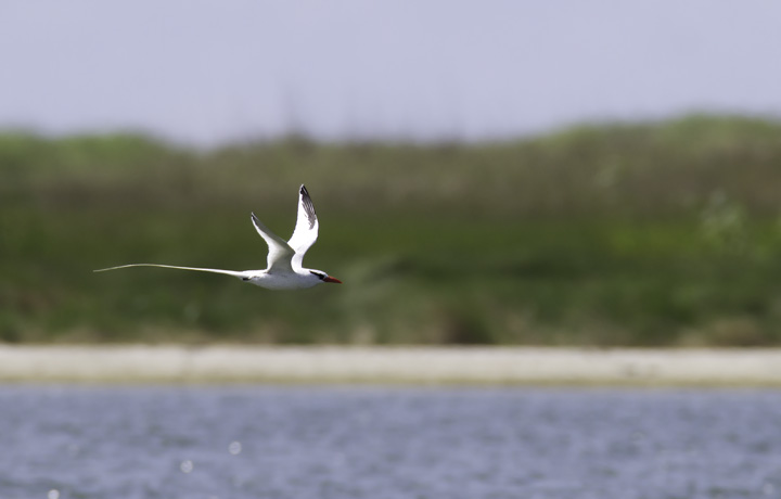 A Red-billed Tropicbird at Cape Point, North Carolina (5/30/2011). Truly awesome! This stunning species is typically found in tropical seas such as the Caribbean and off Pacific Mexico. It is a very rare vagrant to the U.S. East Coast, but a real contender - along with White-tailed Tropicbird - for eventual addition to the Maryland state list. Photo by Bill Hubick.