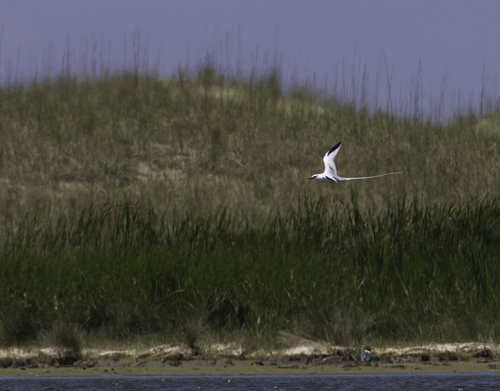 A Red-billed Tropicbird at Cape Point, North Carolina (5/30/2011). Truly awesome! This stunning species is typically found in tropical seas such as the Caribbean and off Pacific Mexico. It is a very rare vagrant to the U.S. East Coast, but a real contender - along with White-tailed Tropicbird - for eventual addition to the Maryland state list. Photo by Bill Hubick.