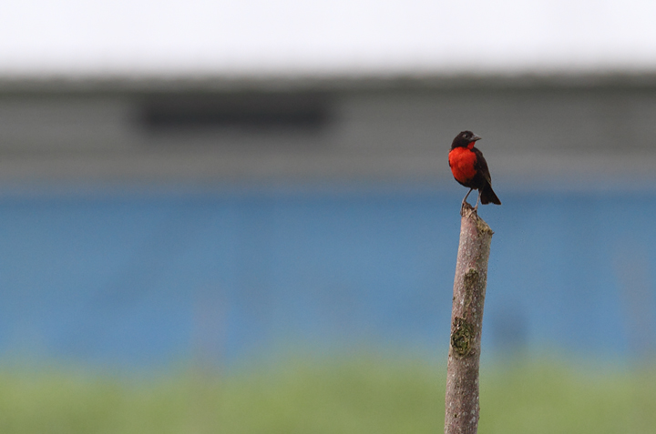 A Red-breasted Blackbird near Canita, Panama (7/10/2010). Photo by Bill Hubick.