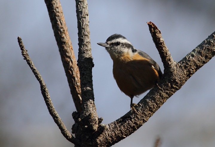 A Red-breasted Nuthatch at Assateague State Park, Maryland (11/7/2009).