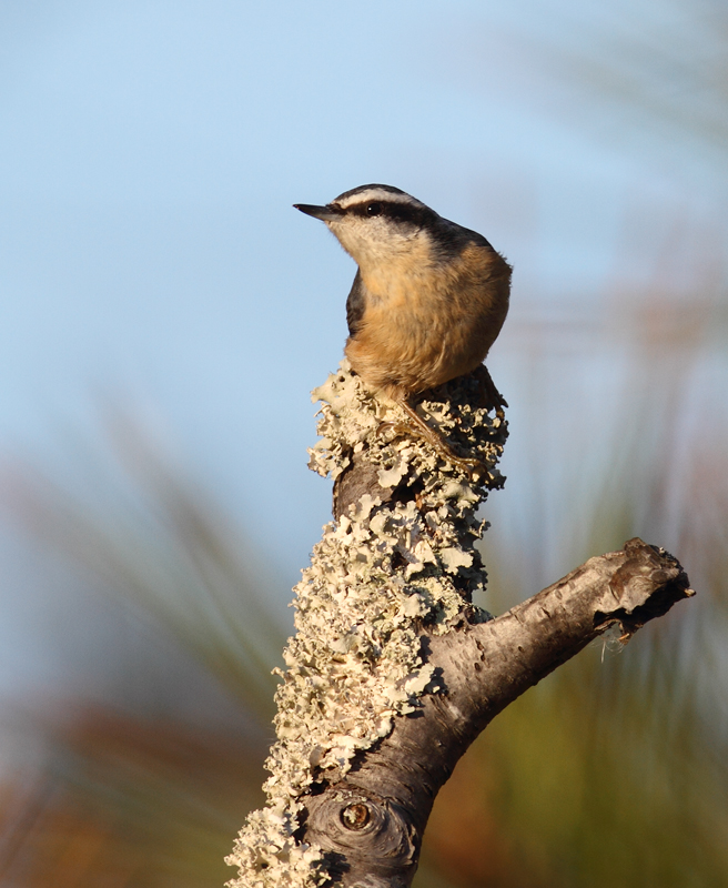 Several of the many Red-breasted Nuthatches enjoying the pines along Assateague Island's dunes (11/11/2010). Photo by Bill Hubick.