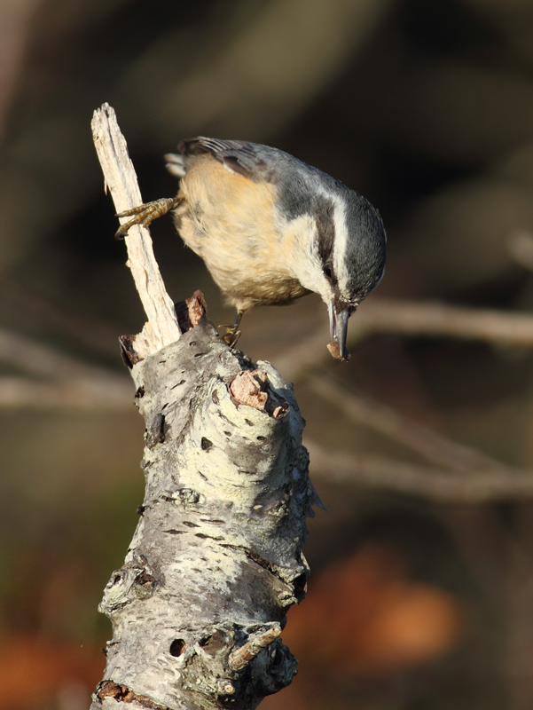 Several of the many Red-breasted Nuthatches enjoying the pines along Assateague Island's dunes (11/11/2010). Photo by Bill Hubick.