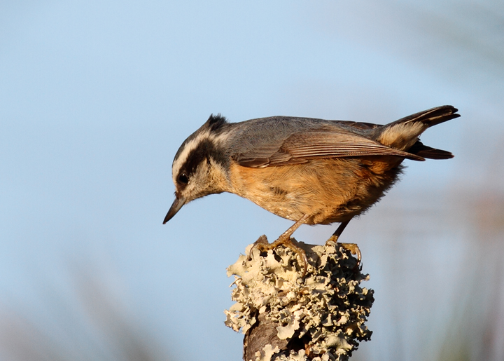 Several of the many Red-breasted Nuthatches enjoying the pines along Assateague Island's dunes (11/11/2010). Photo by Bill Hubick.