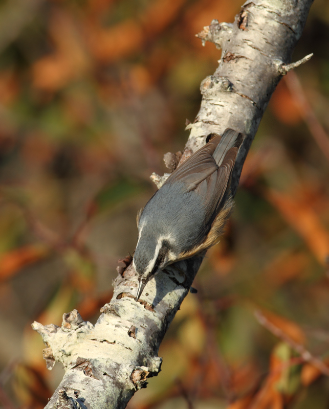 Several of the many Red-breasted Nuthatches enjoying the pines along Assateague Island's dunes (11/11/2010). Photo by Bill Hubick.