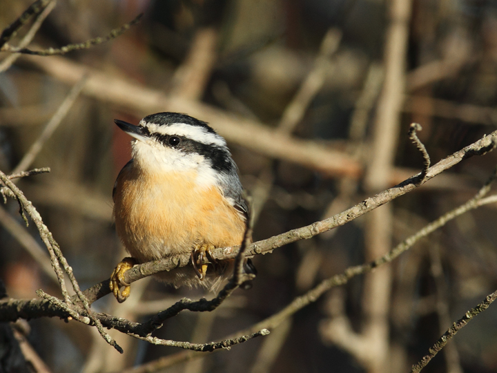 Several of the many Red-breasted Nuthatches enjoying the pines along Assateague Island's dunes (11/11/2010). Photo by Bill Hubick.