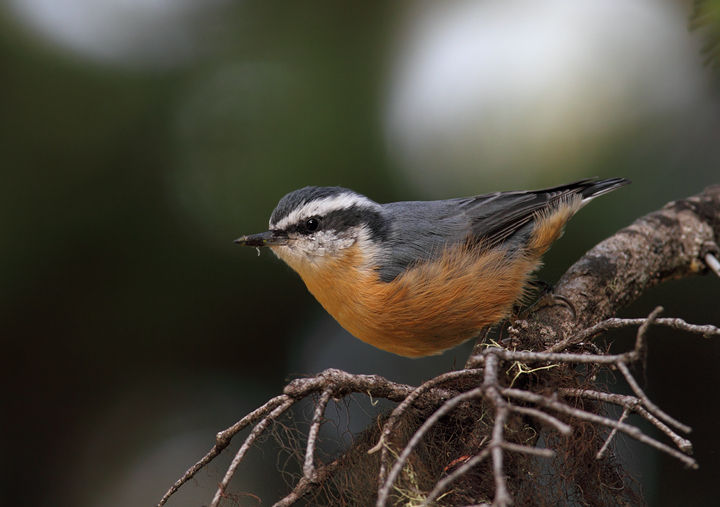 A Red-breasted Nuthatch on Mount Hood, Oregon (9/2/2010). Photo by Bill Hubick.