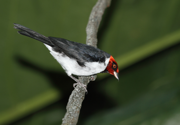 Red-capped Cardinal - Rainforest exhibit at the National Aquarium (12/31/2009). Photo by Bill Hubick.