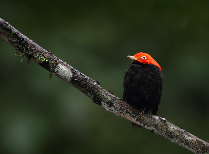 A male Red-capped Manakin surveys his domain (Panama, July 2010). Photo by Bill Hubick.
