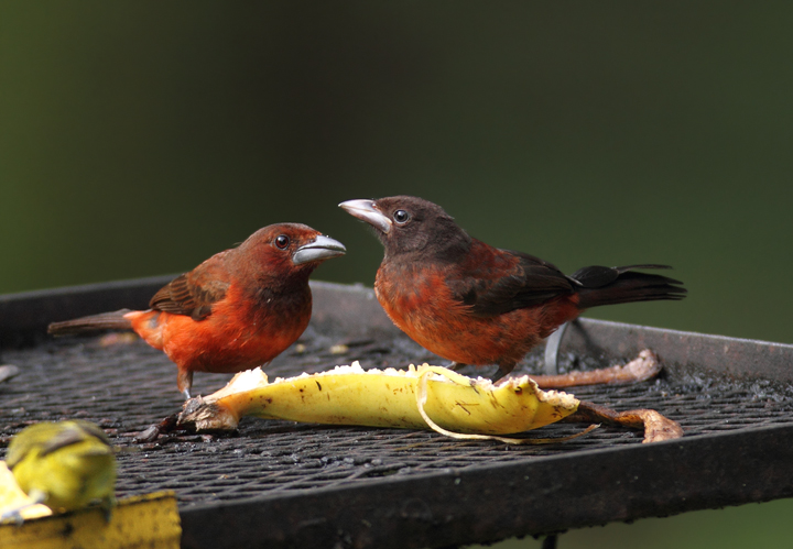 A Red-crowned Ant-Tanager shows its recently fledged young the ropes at the Canopy Lodge feeding stations (7/13/2010). Photo by Bill Hubick.